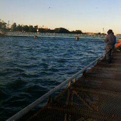 夕方からのメバル